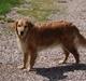 Golden retriever Tessa