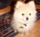Pomeranian Luie