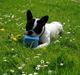 Fransk bulldog Frodo 2004 -