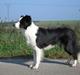 Border collie Dessi
