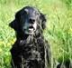 Flat coated retriever Bonnie * I Himlen *