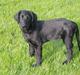 Flat coated retriever Reser's Armani