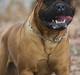 Bullmastiff Bullbjerggaards Arnold