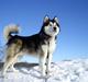 Alaskan malamute Asim