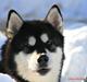 Alaskan malamute Ashanti