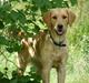 Golden retriever Sif