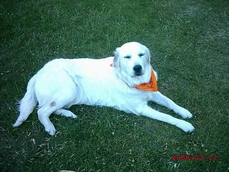 Golden retriever lady billede 10