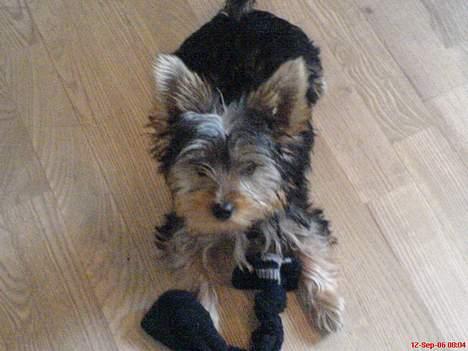 Yorkshire terrier Totter billede 11