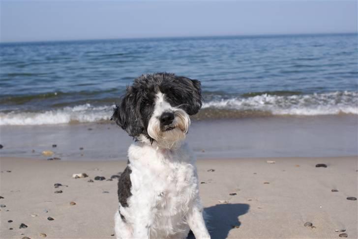 Blanding af racer Chewie  - Chewie ved Havet billede 1
