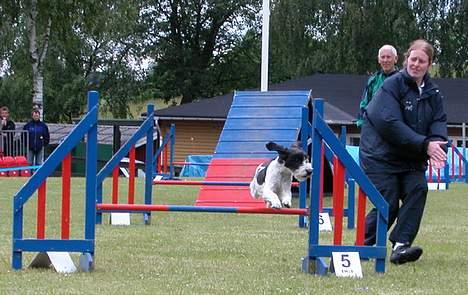 Blanding af racer Chewie  - Til agility stævne billede 3
