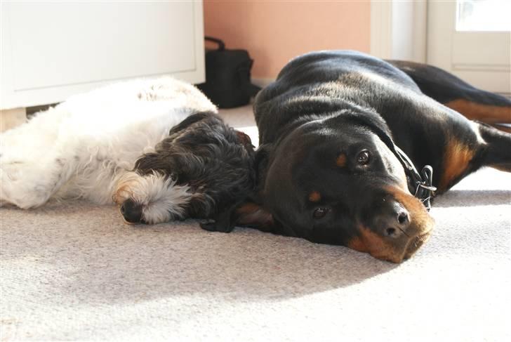 Blanding af racer Chewie  - Chewie og Tessa deles om solpletten. billede 4