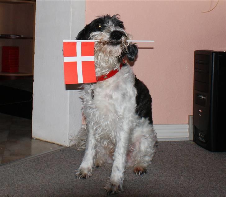 Blanding af racer Chewie  - Chewie bliver 10 år. billede 5
