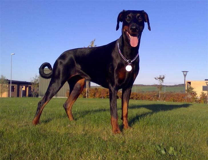 Dobermann Jotunheim´s Drome "Diser" billede 1