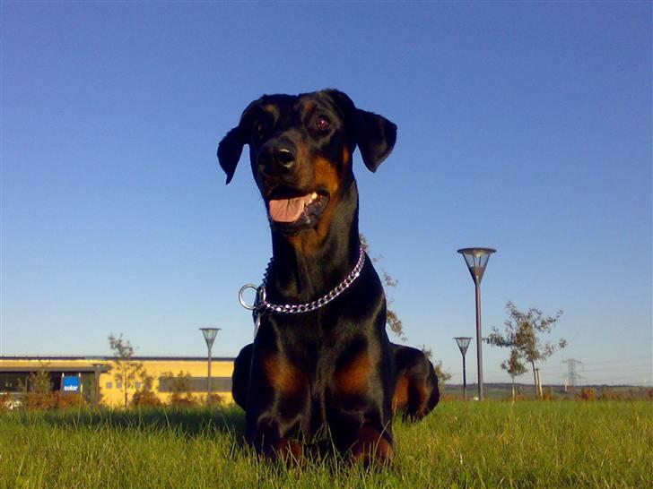 Dobermann Jotunheim´s Drome "Diser" billede 2