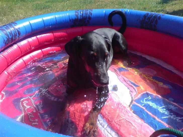 Dobermann Jotunheim´s Drome "Diser" - 6/6-08 billede 3