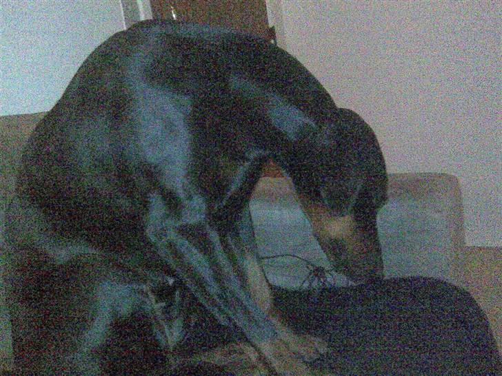 Dobermann Jotunheim´s Drome "Diser" - Sådan kan man jo også sove... :OD billede 5