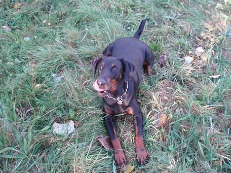 Dobermann Jotunheim´s Drome "Diser" billede 6