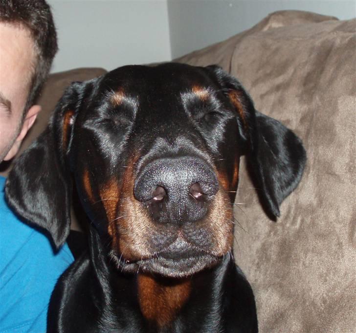 Dobermann Jotunheim´s Drome "Diser" billede 8
