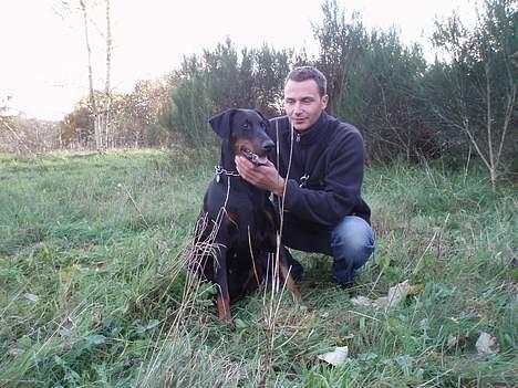 Dobermann Jotunheim´s Drome "Diser" billede 9
