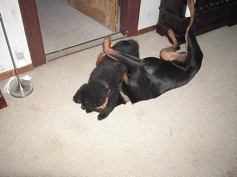 Schæferhund Timon  billede 8