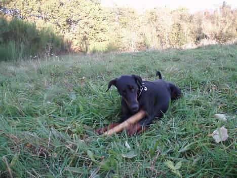 Dobermann Jotunheim´s Drome "Diser" billede 10