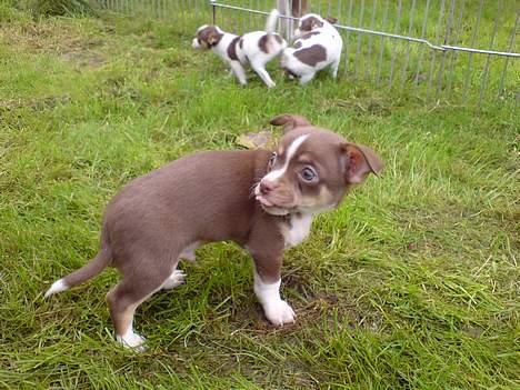 Chihuahua Pacha - ska du række tunge? spejl!! billede 8