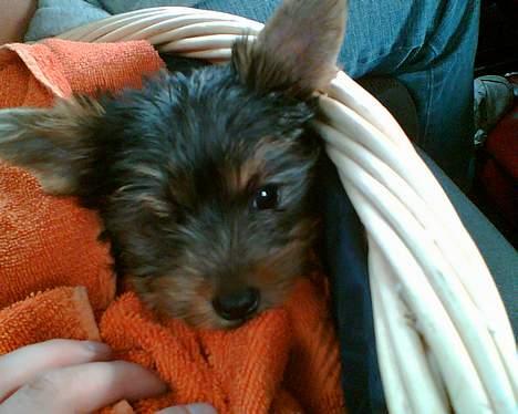 Yorkshire terrier Totter billede 12