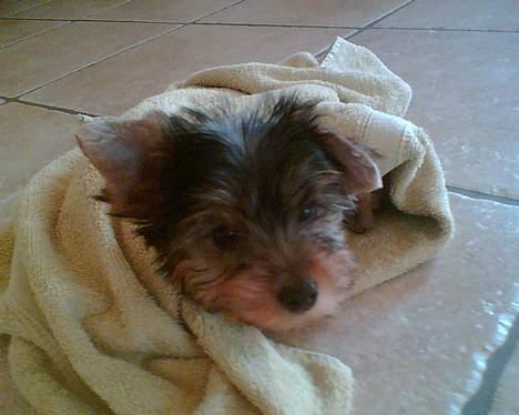 Yorkshire terrier Totter billede 13