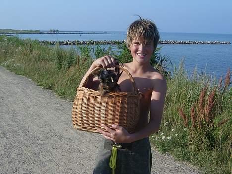 Yorkshire terrier Totter billede 14