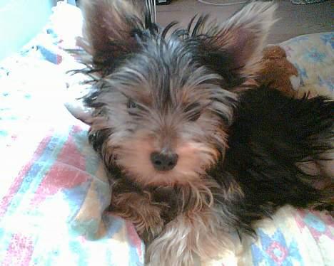 Yorkshire terrier Totter billede 15
