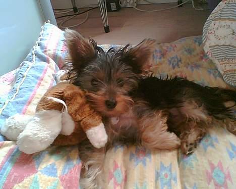 Yorkshire terrier Totter billede 16