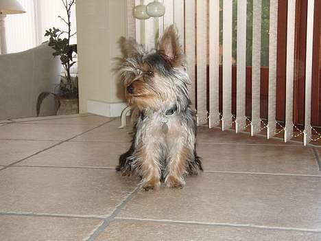 Yorkshire terrier Totter billede 17
