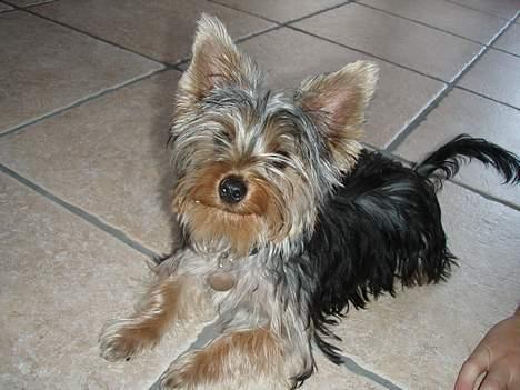 Yorkshire terrier Totter billede 18