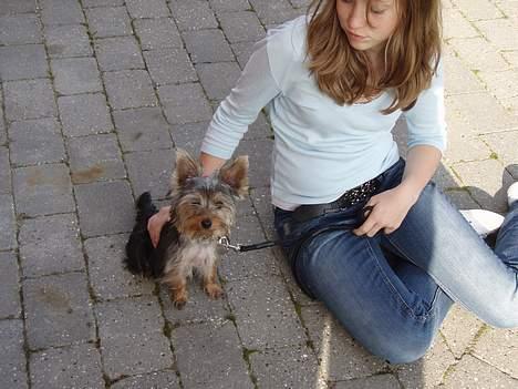 Yorkshire terrier Totter billede 19