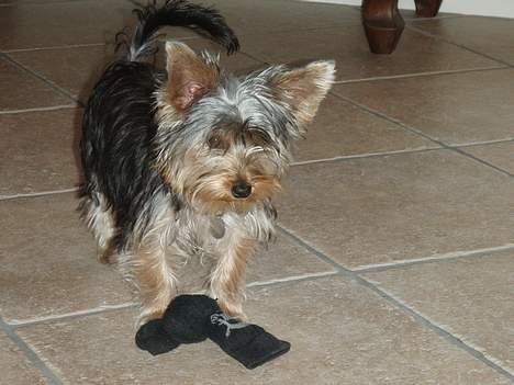 Yorkshire terrier Totter billede 20