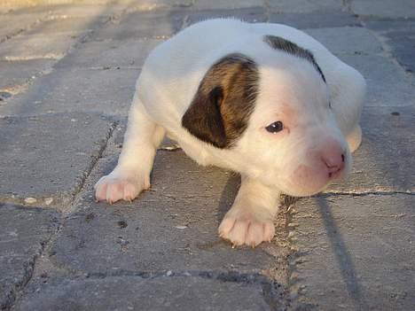 Amerikansk bulldog Maggie billede 1