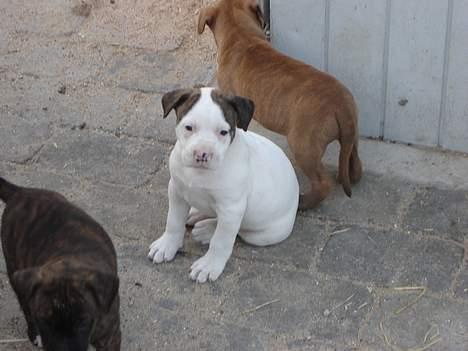 Amerikansk bulldog Maggie billede 2