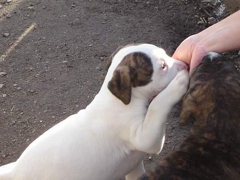 Amerikansk bulldog Maggie billede 3