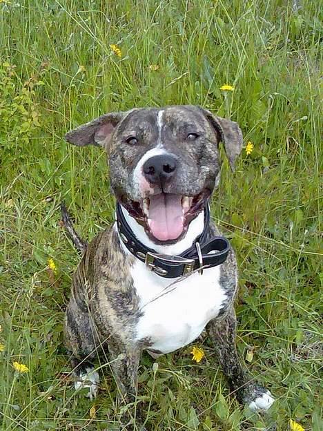 Blanding af racer Hannibal (amstaff) - hanni på marken i sommers billede 1