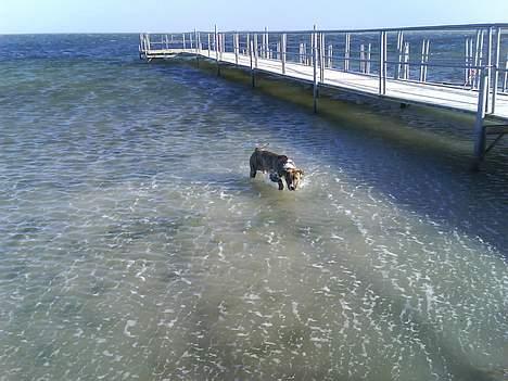 Blanding af racer Hannibal (amstaff) - en kold fornøjelse billede 2