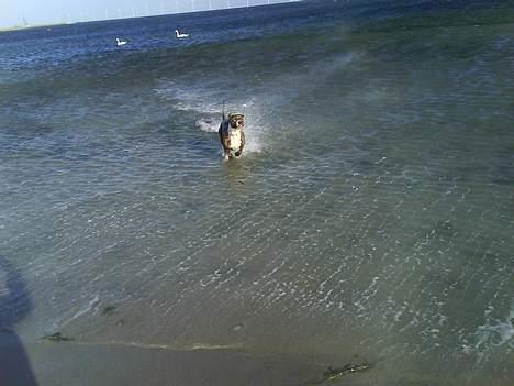 Blanding af racer Hannibal (amstaff) - ind til mor billede 3