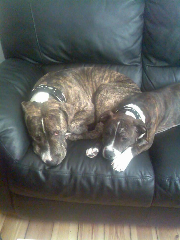 Blanding af racer Hannibal (amstaff) - god morgen hanni billede 4