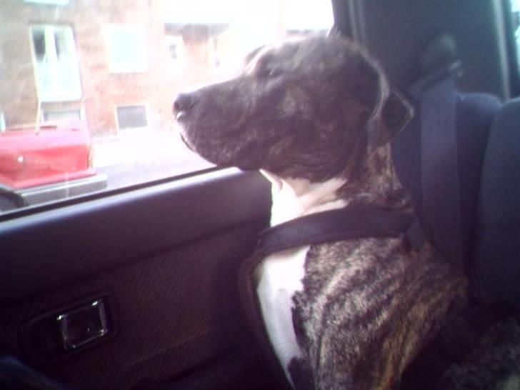 Blanding af racer Hannibal (amstaff) billede 5