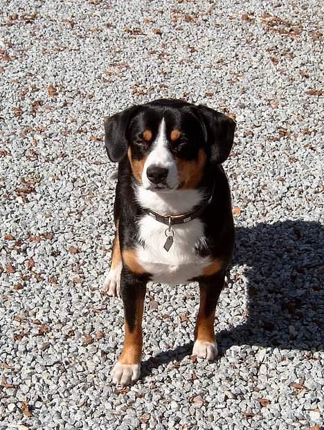 Entlebucher sennenhund Hemi - Jeg er ikke glad for at stå foran kameraet - kan vi ikke finde på noget andet? billede 6