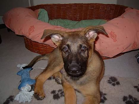 Schæferhund Cassius - Hvem sagde Mc-Donalds??? billede 4