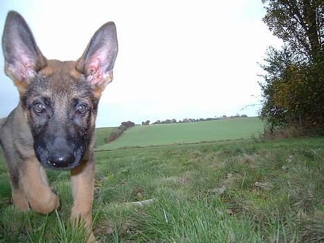 Schæferhund Cassius billede 5