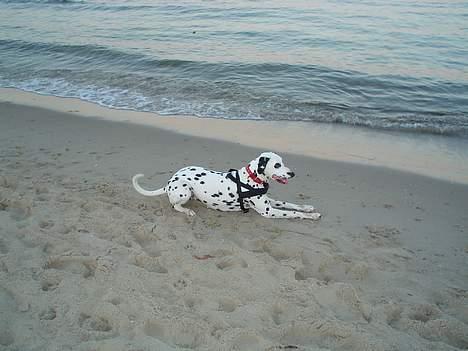 Dalmatiner Perle - Sommerferie 2006  billede 1