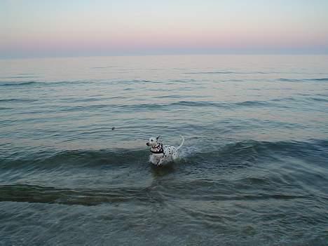 Dalmatiner Perle - Er lige ude at bade dejligt:) billede 2