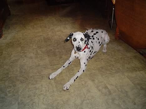 Dalmatiner Perle - Er jeg ikke sød? billede 3