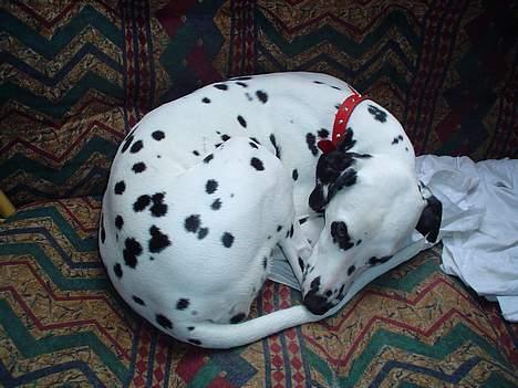 Dalmatiner Perle - Tager lige en lur! billede 4